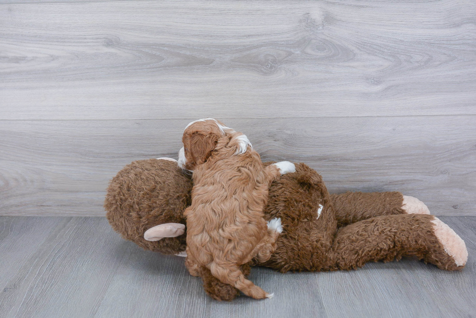 Friendly Cavapoo Baby