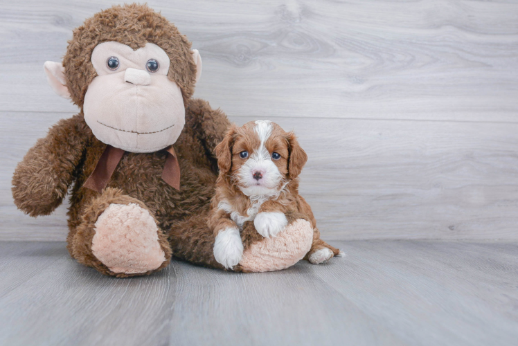 Cavapoo Puppy for Adoption