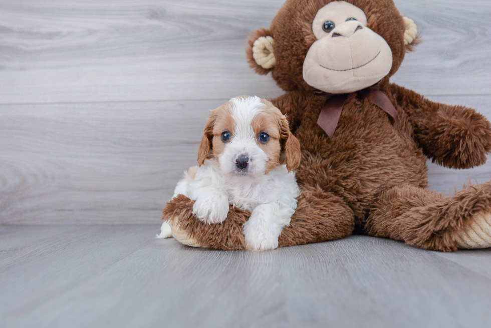 Sweet Cavapoo Baby