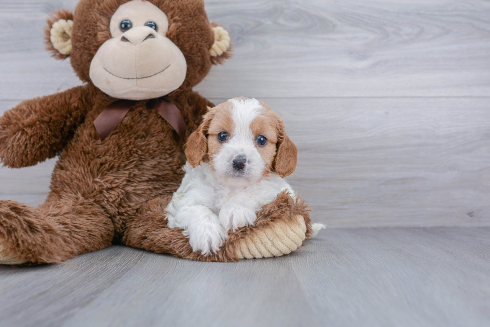 Smart Cavapoo Poodle Mix Pup