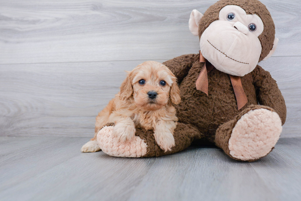 Fluffy Cavapoo Poodle Mix Pup