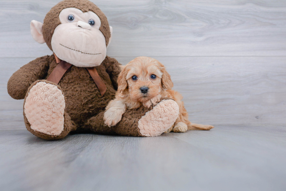 Cavapoo Puppy for Adoption