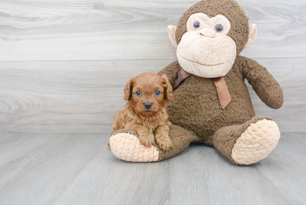 Little Cavoodle Poodle Mix Puppy