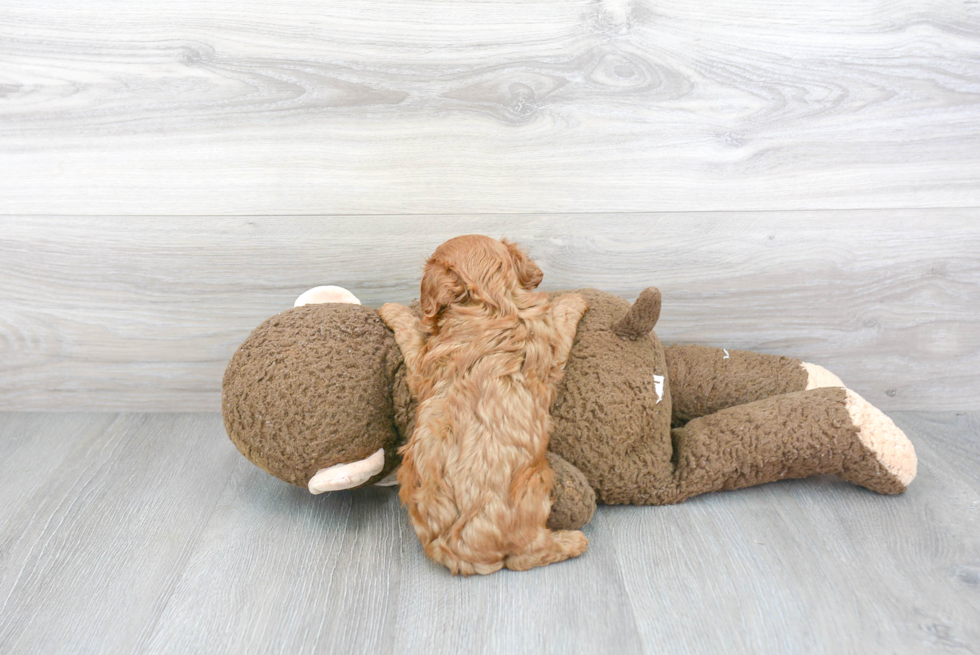 Funny Cavapoo Poodle Mix Pup