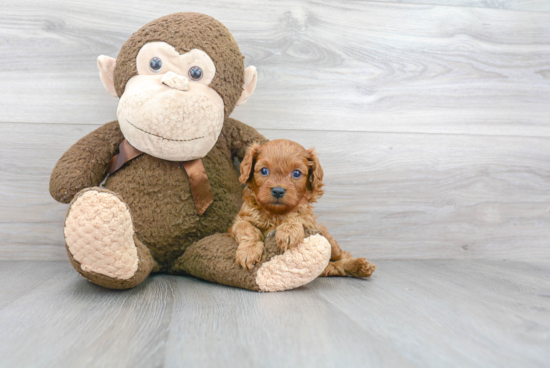 Best Cavapoo Baby