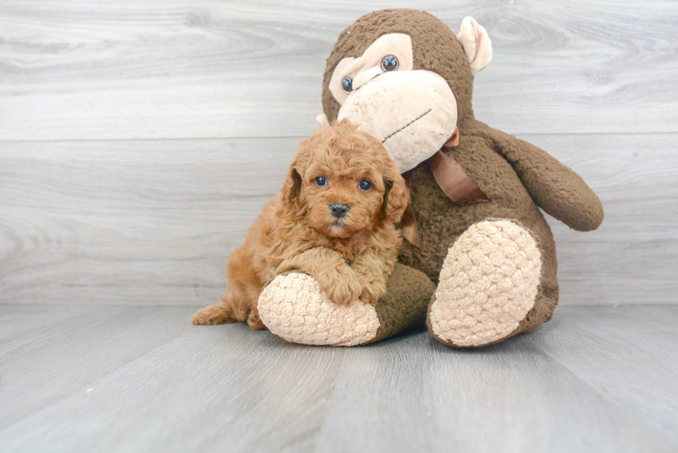 Playful Cavoodle Poodle Mix Puppy