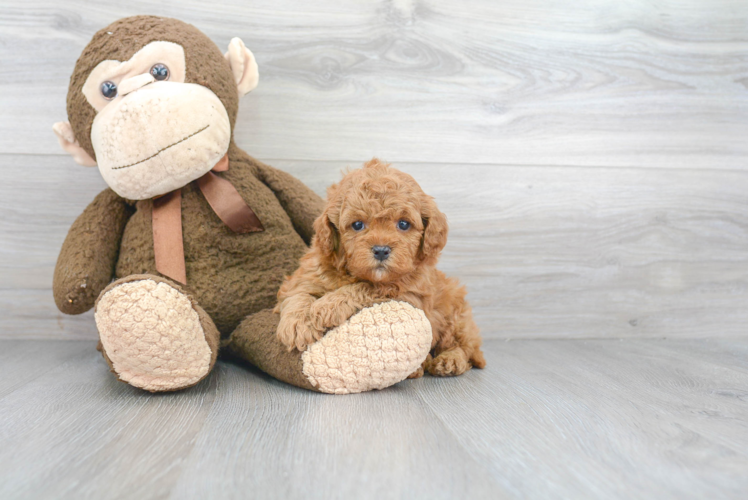 Small Cavapoo Baby