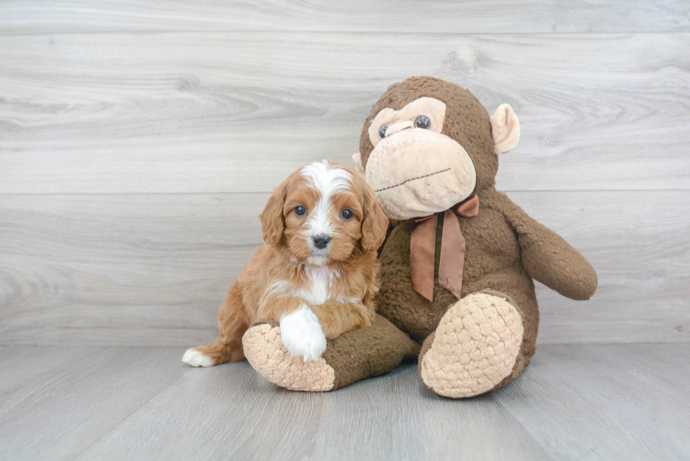 Cavapoo Pup Being Cute