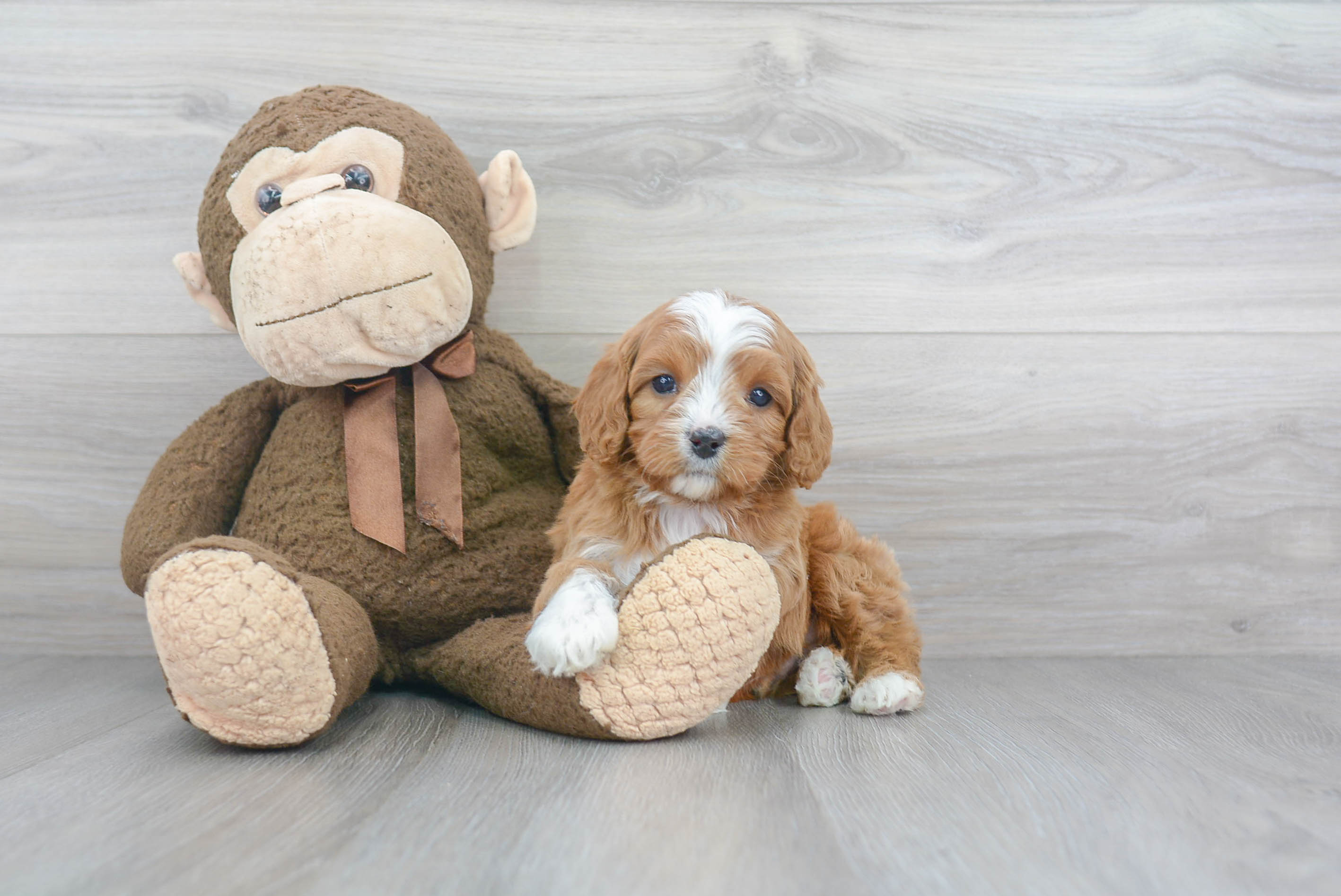 Cavapoo Puppy for Adoption