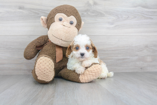 Best Cavapoo Baby