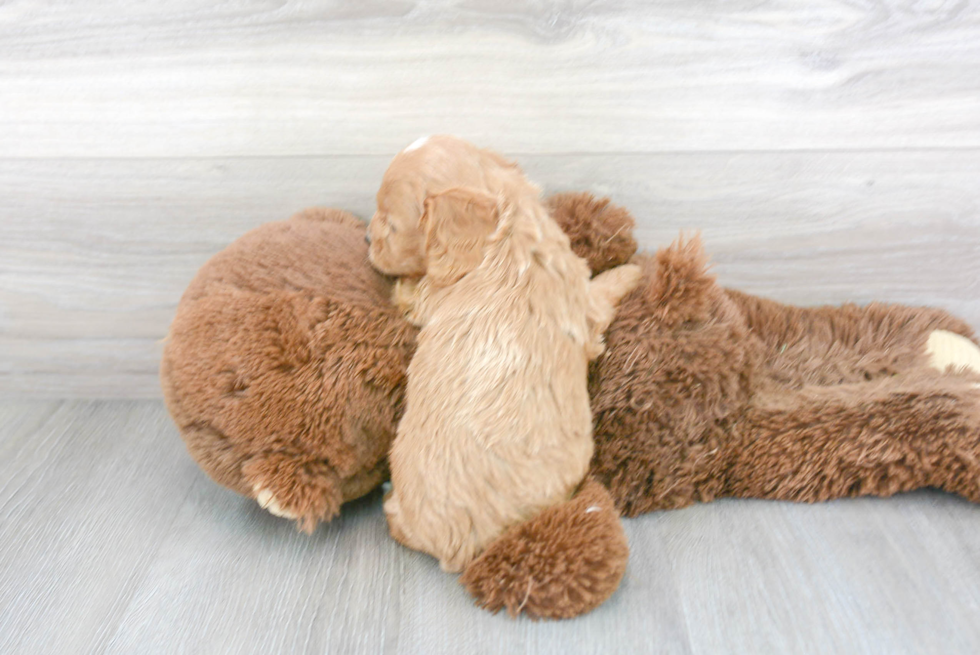 Happy Cavapoo Baby