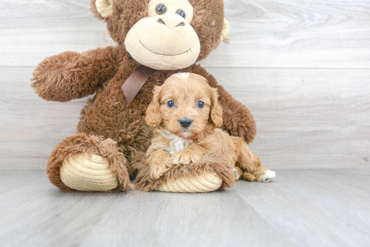 Cavapoo Pup Being Cute