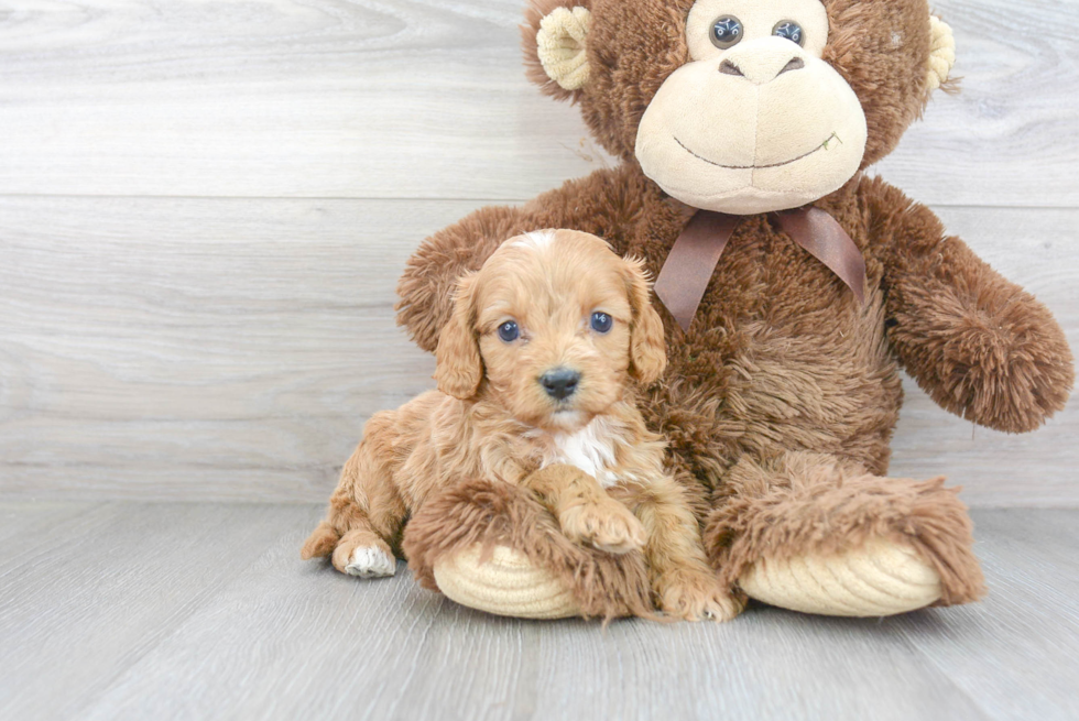 Best Cavapoo Baby