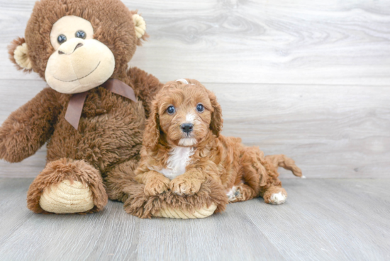 Best Cavapoo Baby