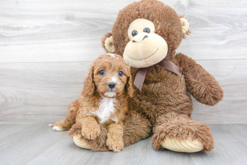 Cavapoo Puppy for Adoption