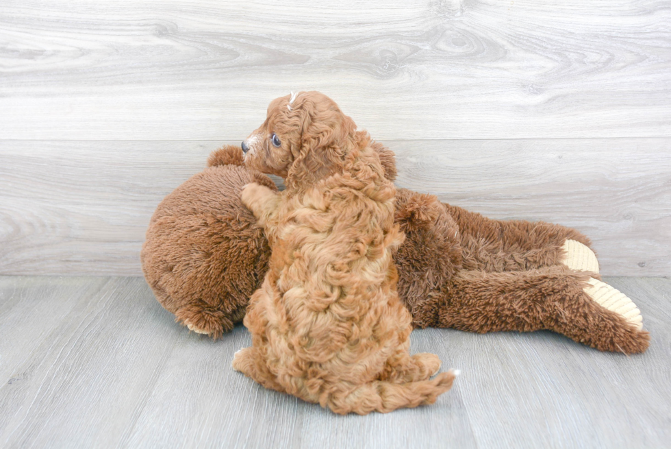 Popular Cavapoo Poodle Mix Pup