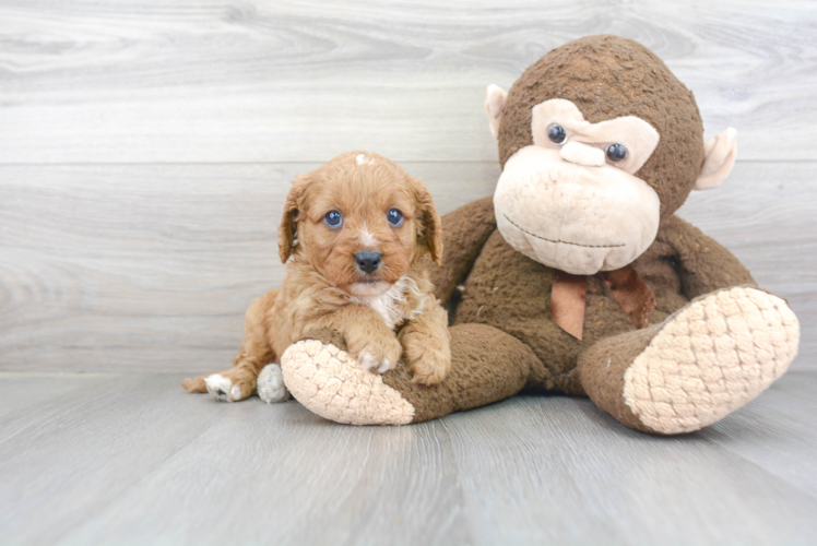 Little Cavoodle Poodle Mix Puppy