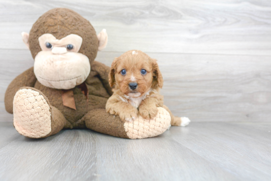 Energetic Cavoodle Poodle Mix Puppy