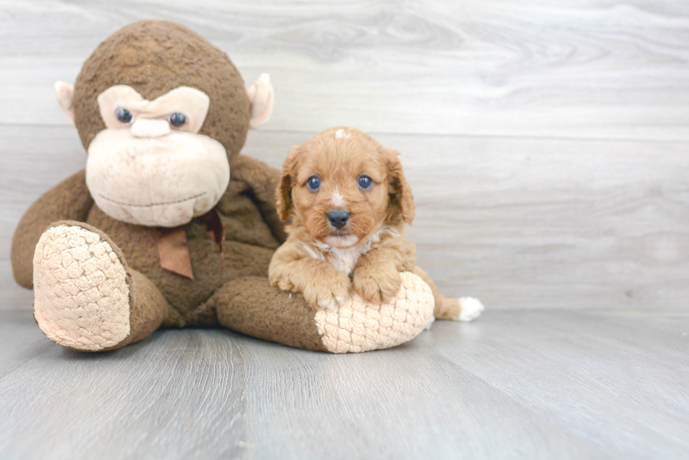 Cavapoo Puppy for Adoption