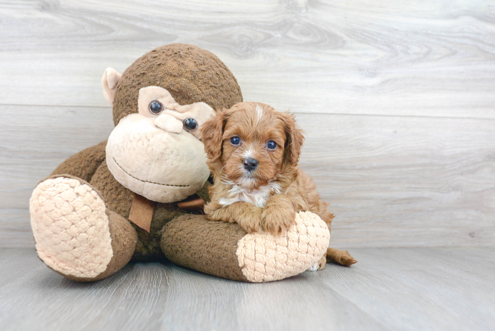 Cavapoo Puppy for Adoption