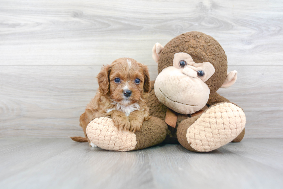 Cavapoo Pup Being Cute