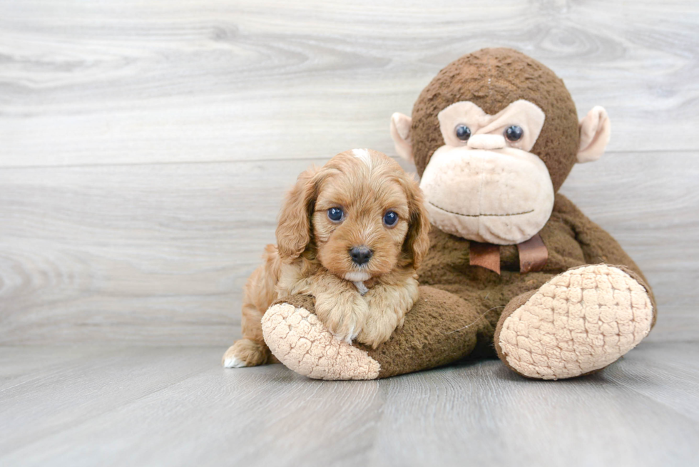 Funny Cavapoo Poodle Mix Pup