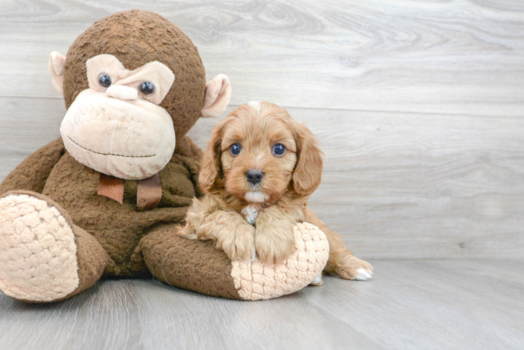 Cavapoo Puppy for Adoption