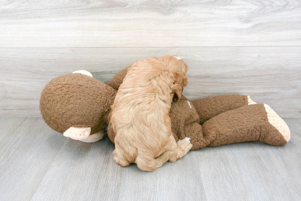 Cavapoo Pup Being Cute