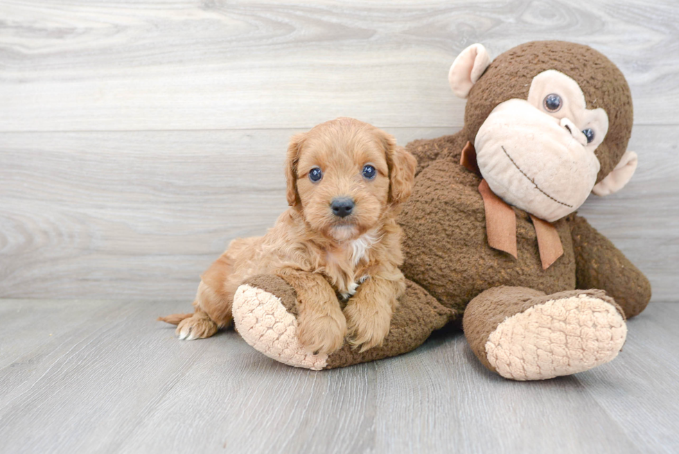 Cavapoo Puppy for Adoption