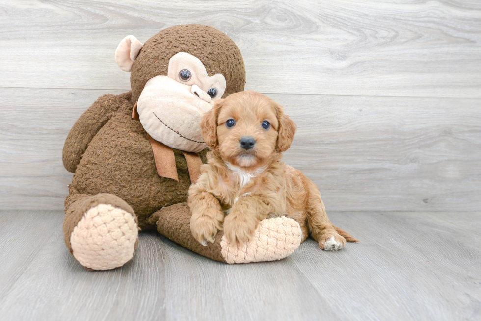 Petite Cavapoo Poodle Mix Pup