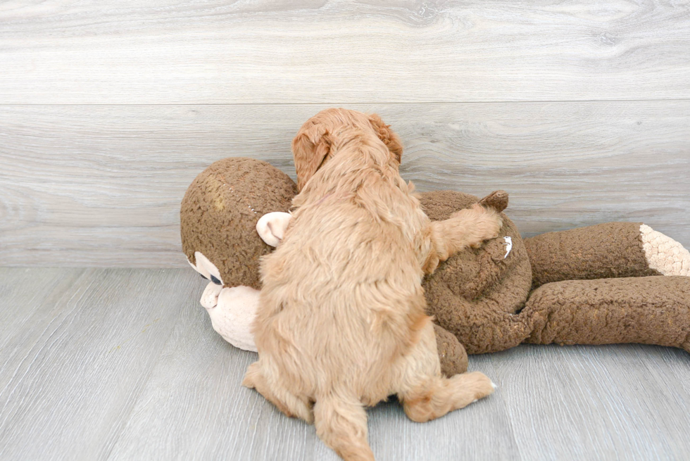 Playful Cavoodle Poodle Mix Puppy