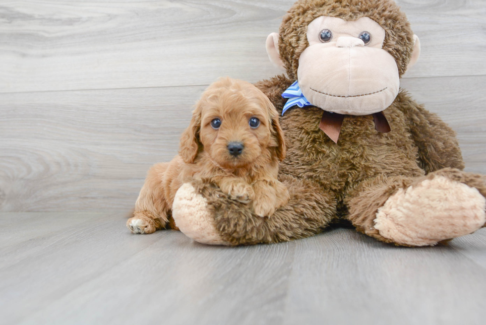 Friendly Cavapoo Baby