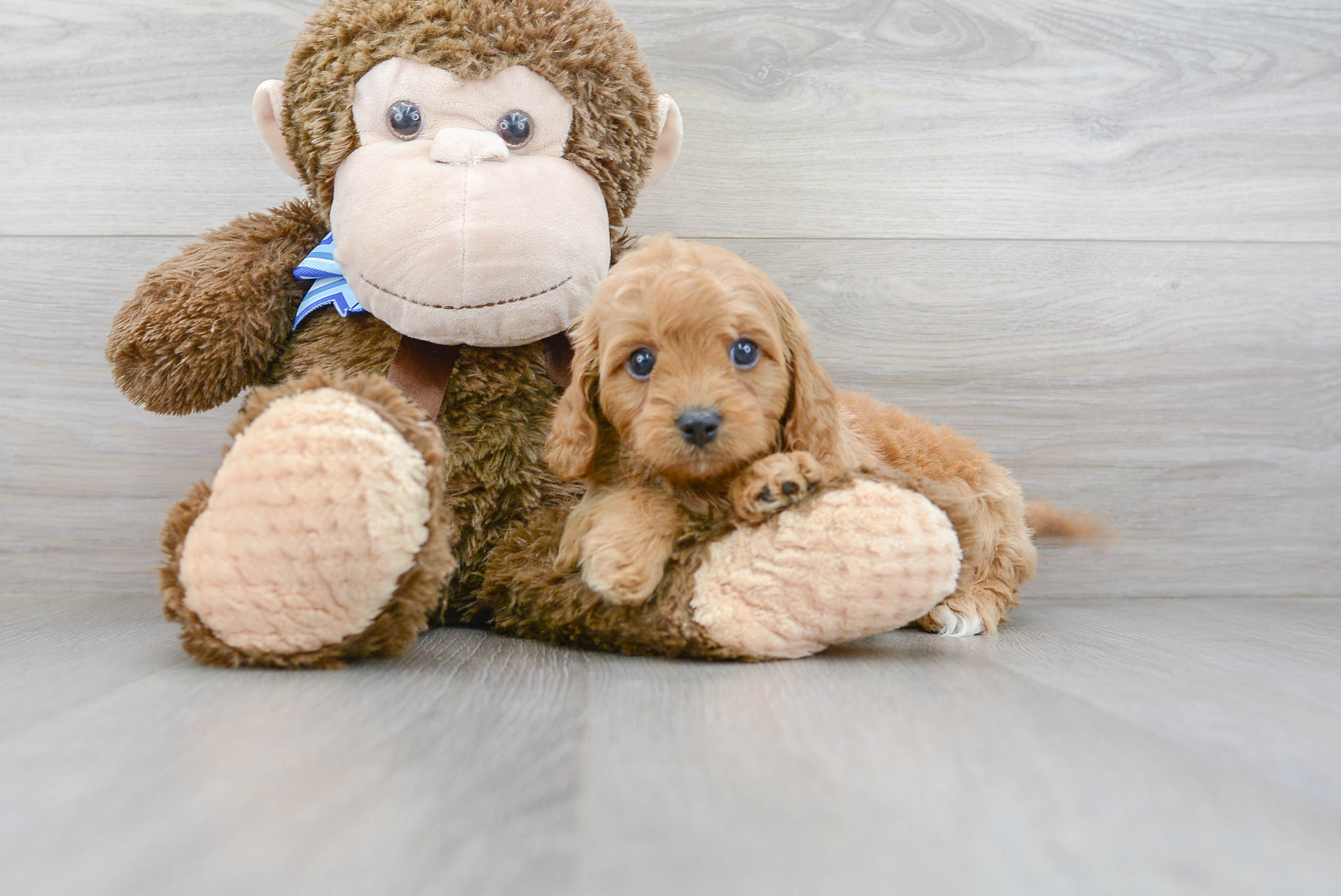 Friendly Cavapoo Baby
