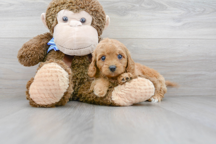 Friendly Cavapoo Baby