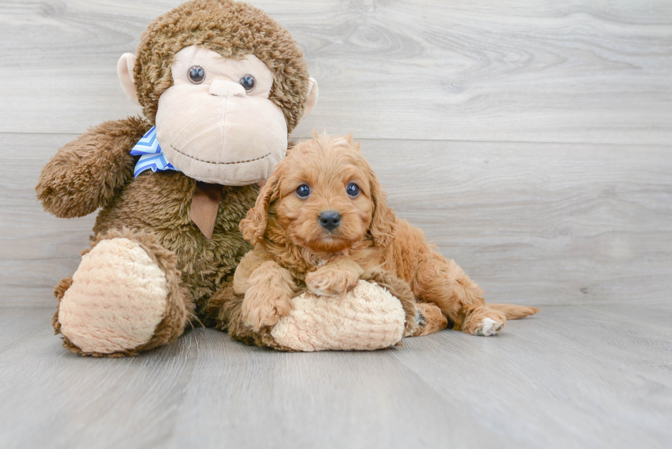 Hypoallergenic Cavoodle Poodle Mix Puppy