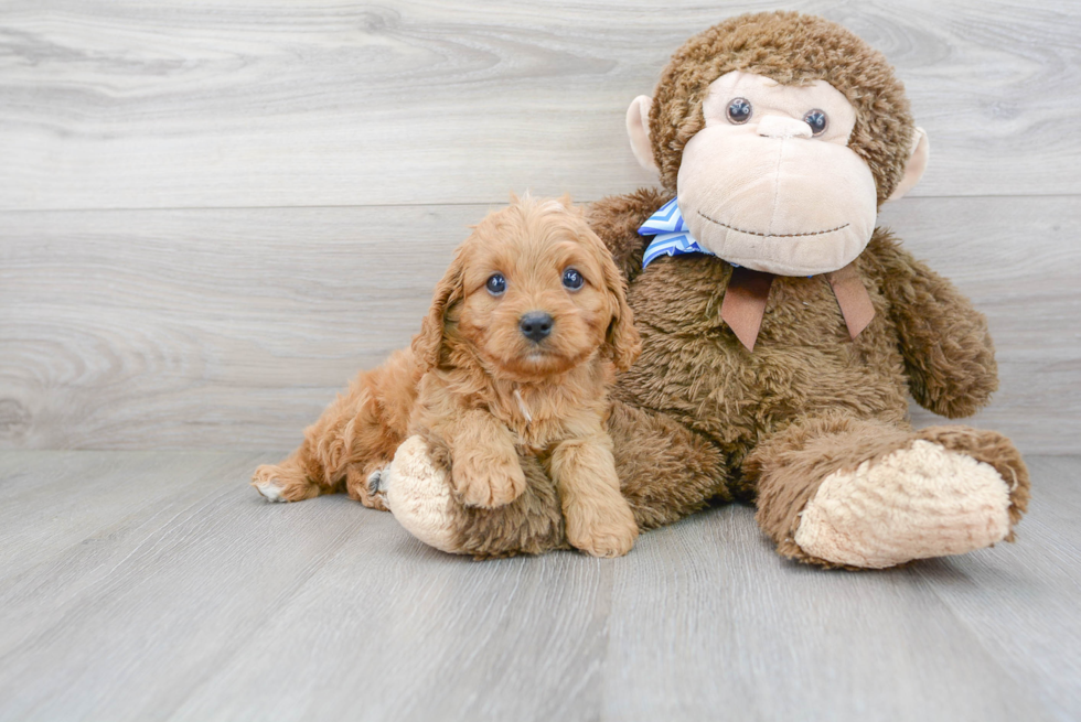 Cavapoo Pup Being Cute