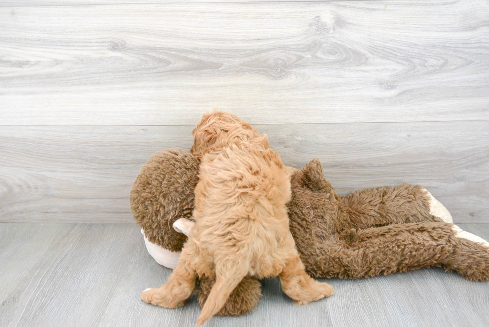 Cavapoo Pup Being Cute