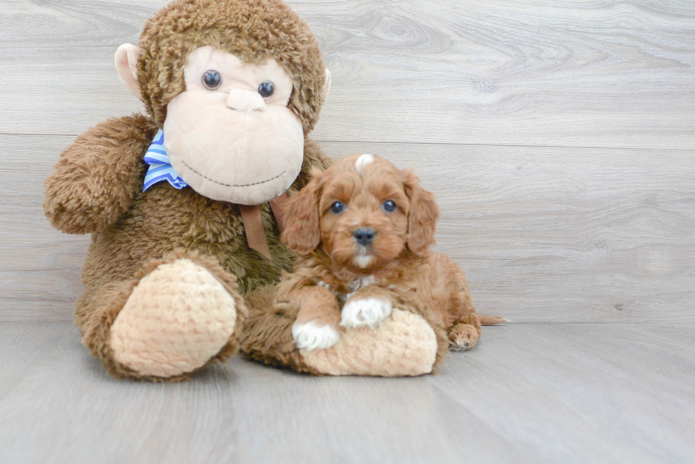 Friendly Cavapoo Baby