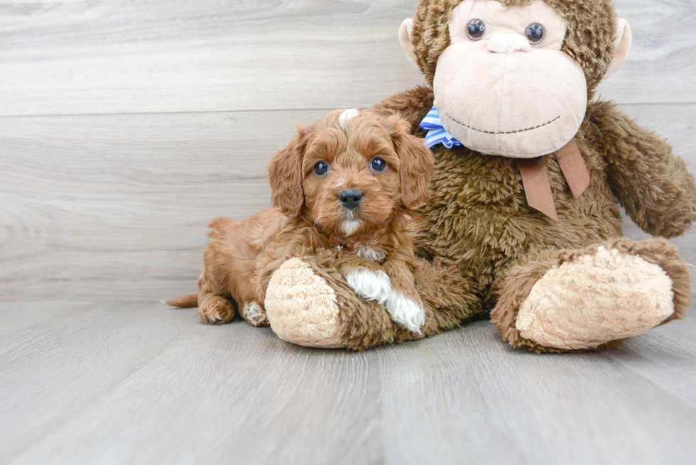 Cavapoo Pup Being Cute