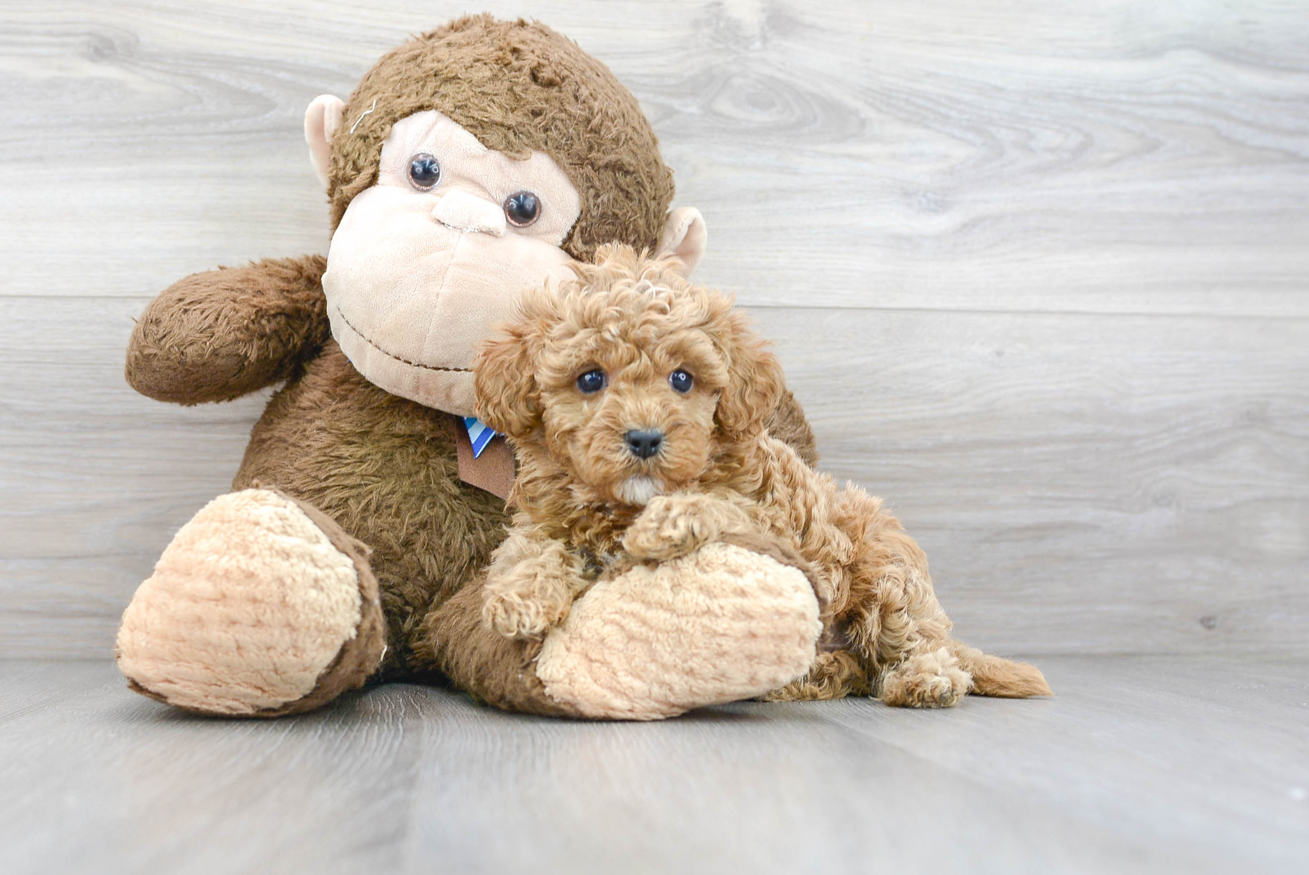 Little Cavoodle Poodle Mix Puppy