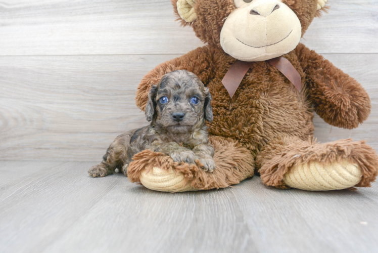 Cute Cavapoo Poodle Mix Pup