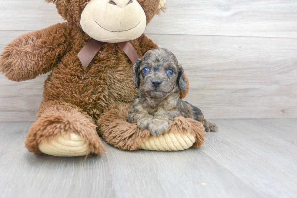 Cute Cavapoo Baby