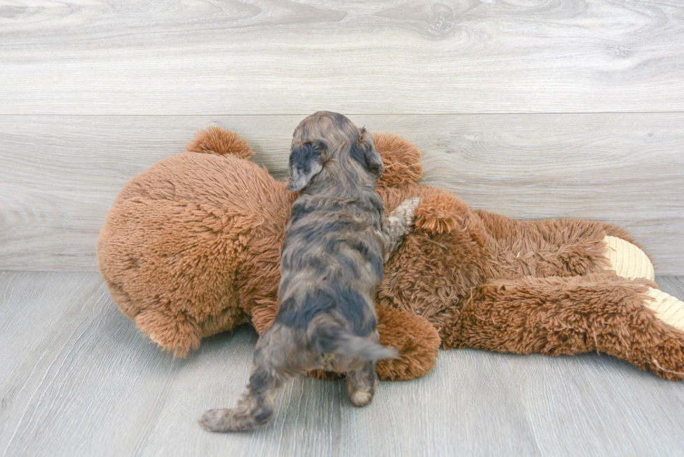 Cute Cavapoo Poodle Mix Pup