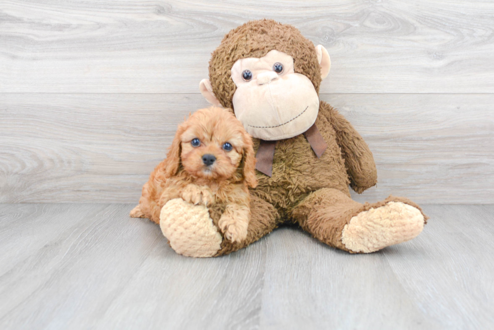 Little Cavoodle Poodle Mix Puppy