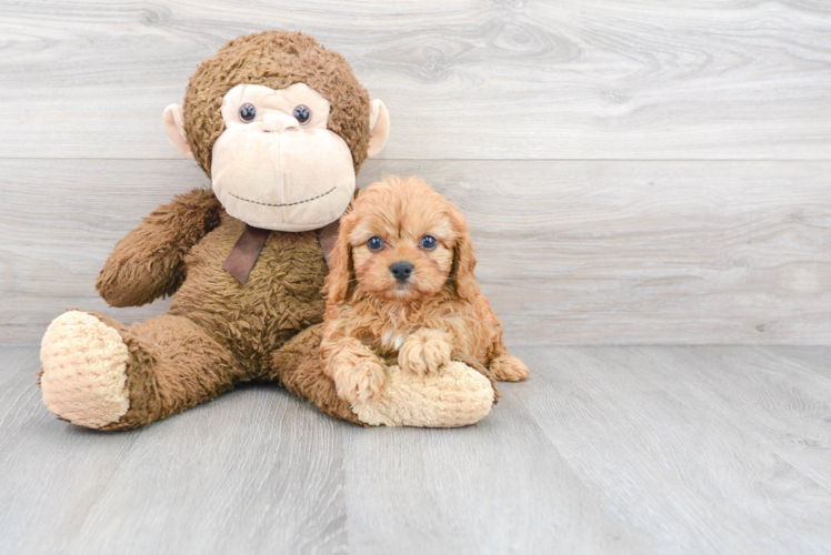 Cavapoo Puppy for Adoption