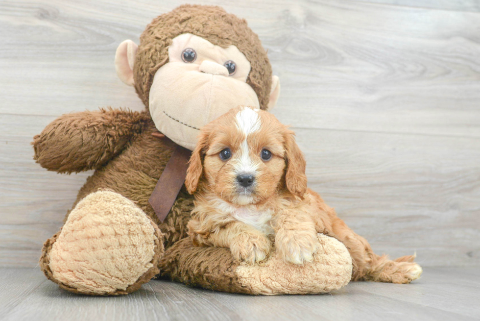 Friendly Cavapoo Baby