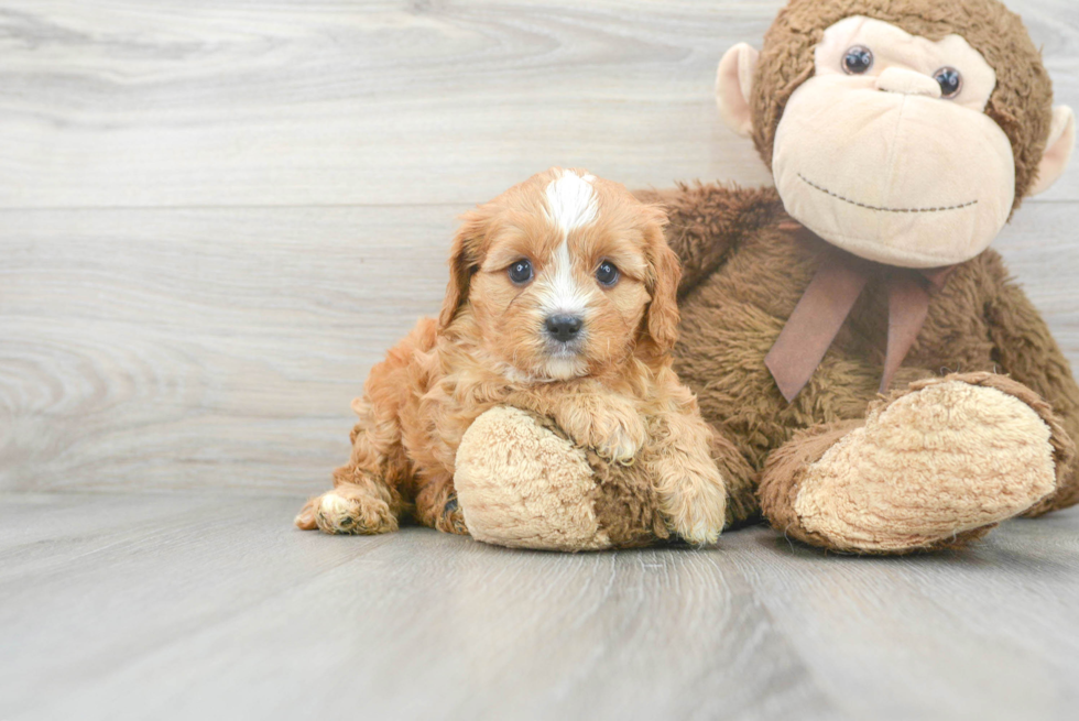 Cavapoo Pup Being Cute