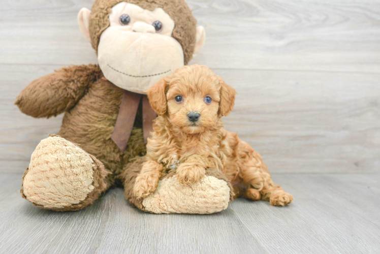 Cavapoo Puppy for Adoption