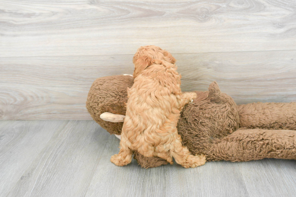 Smart Cavapoo Poodle Mix Pup