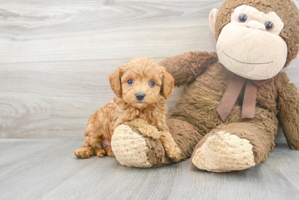 Fluffy Cavapoo Poodle Mix Pup